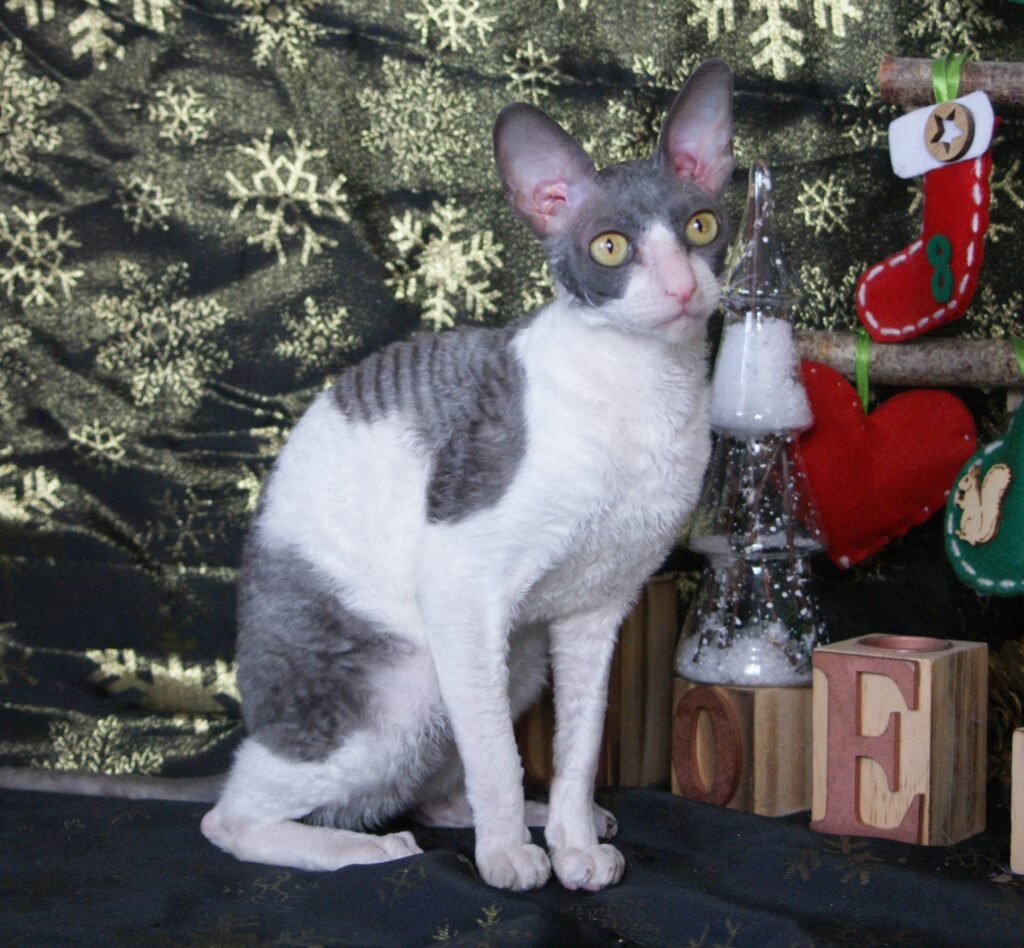 cornish rex