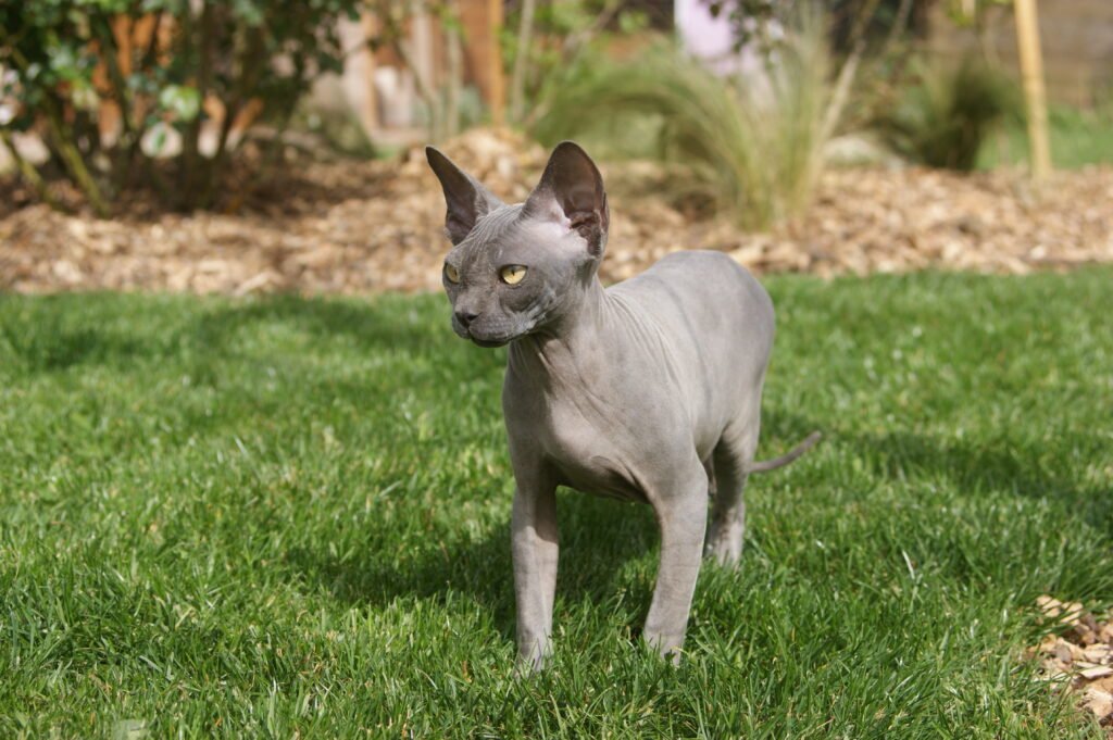 chat sphynx