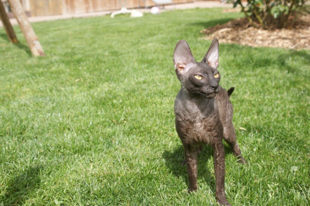 cornish rex