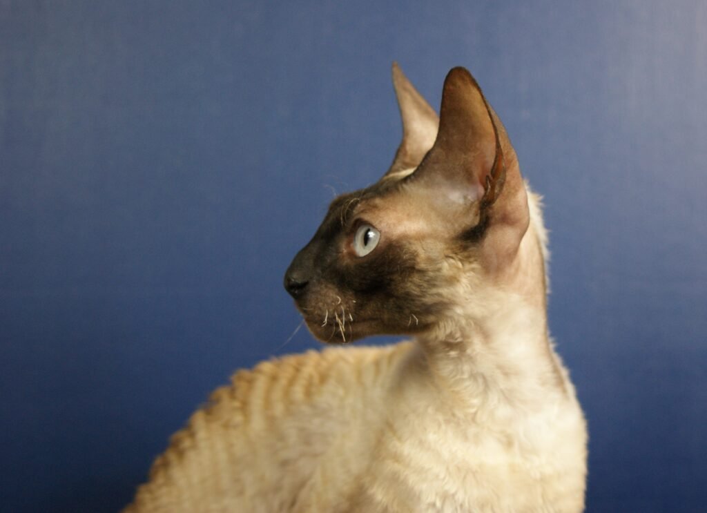 Cornish rex