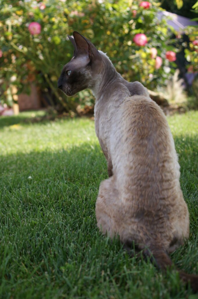 Cornish rex