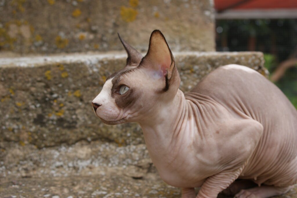sphynx
