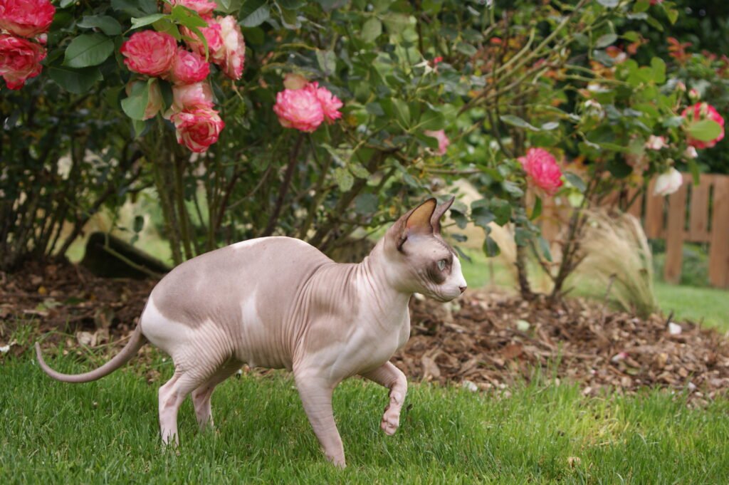 sphynx