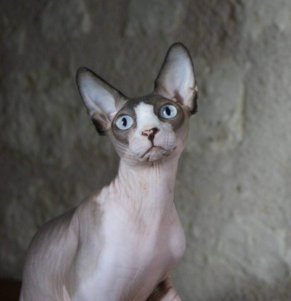 sphynx