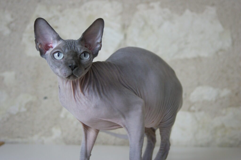 chat sphynx