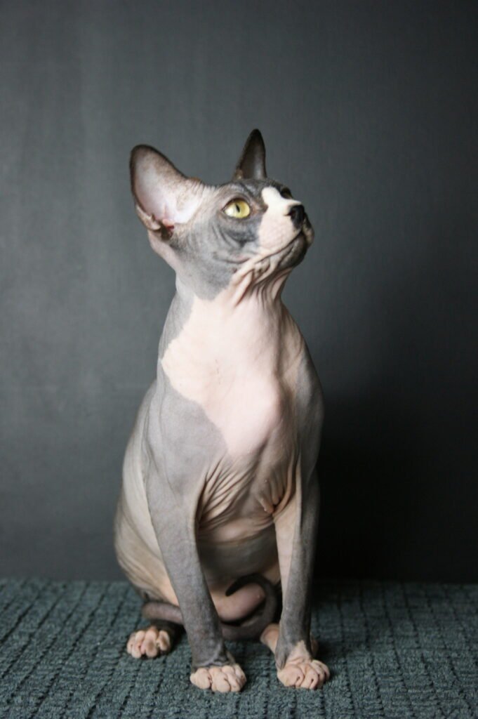 sphynx