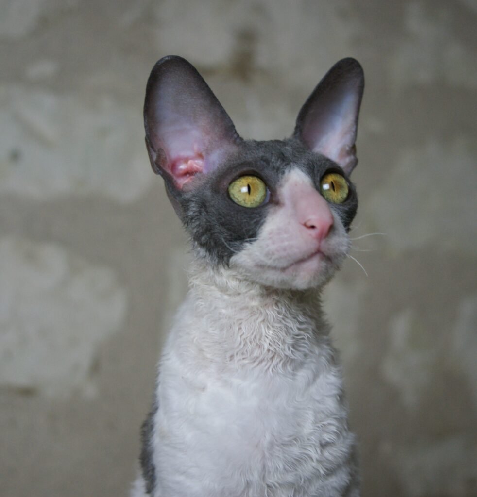 cornish rex