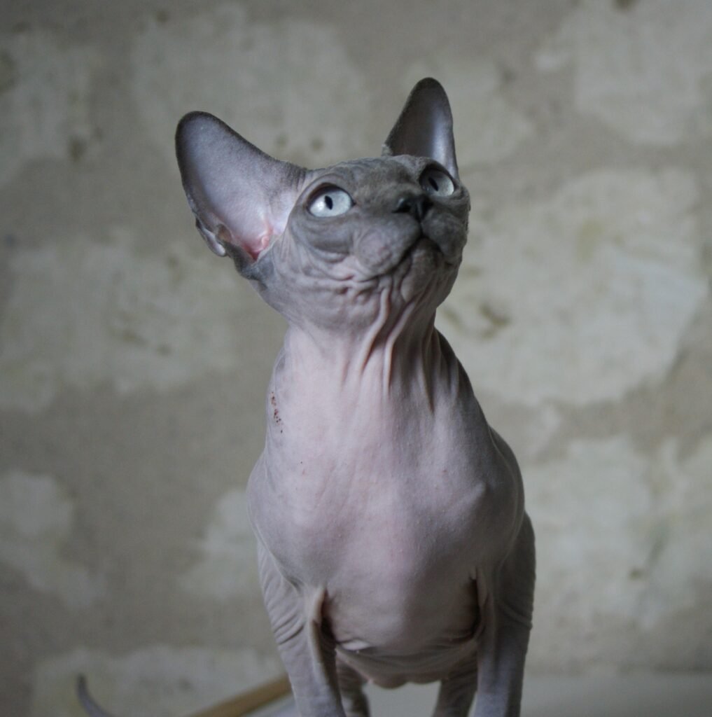 chat sphynx