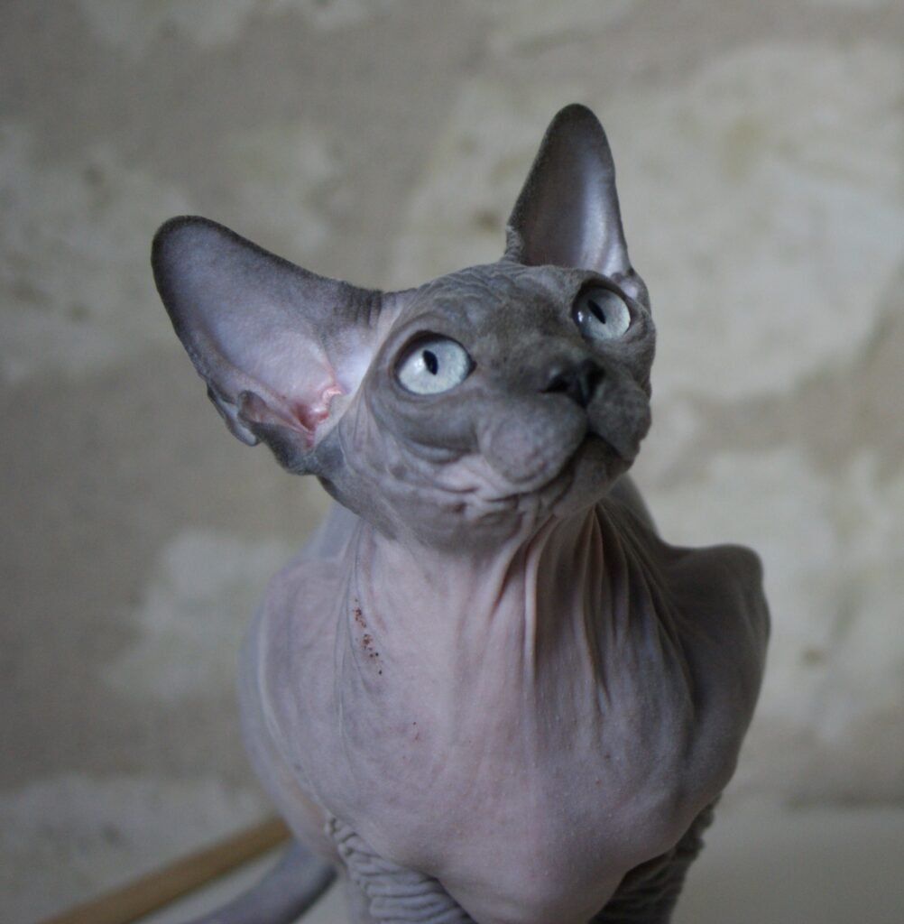 chat sphynx