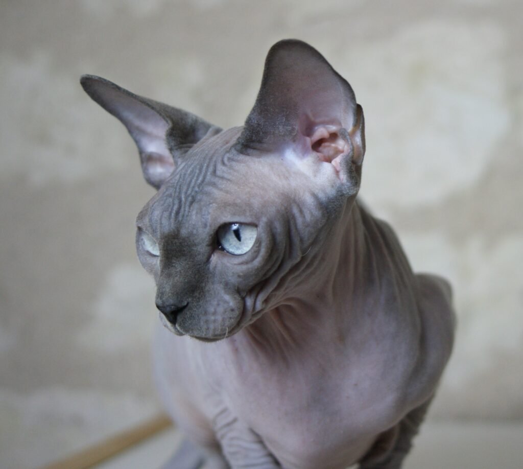 chat sphynx