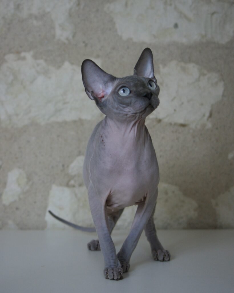 chat sphynx