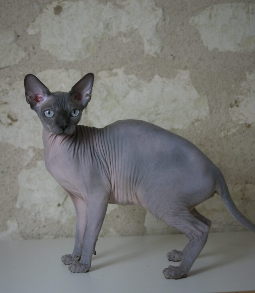 chat sphynx