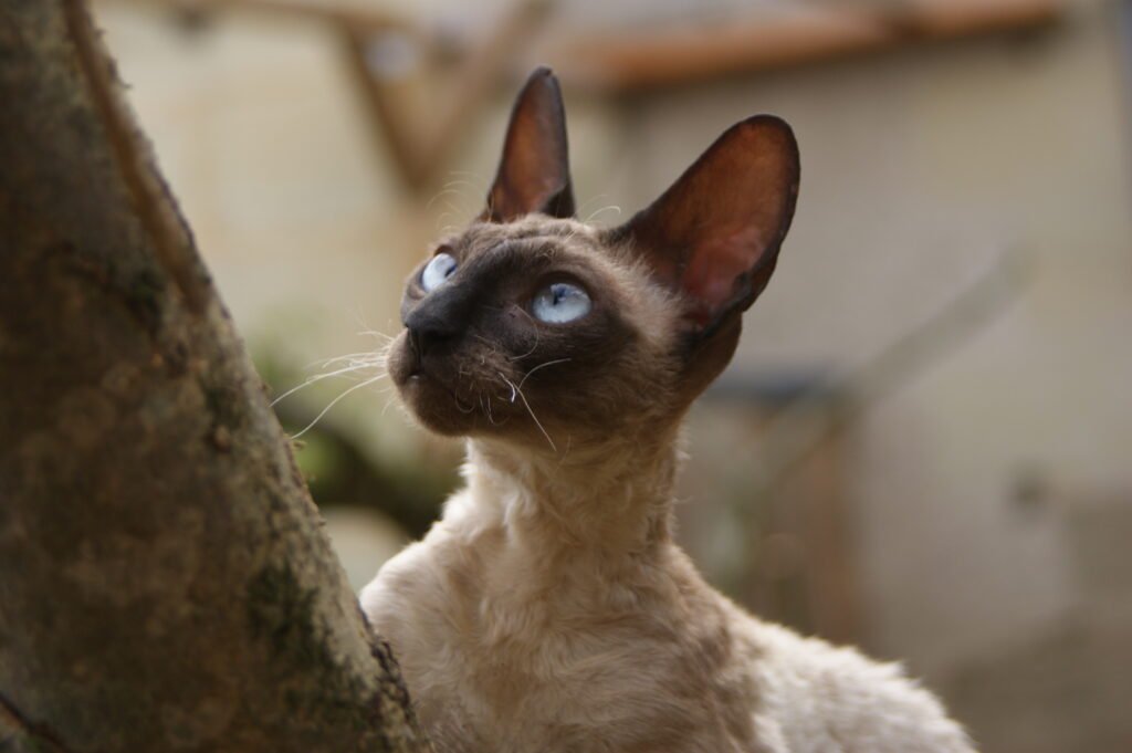 Cornish rex