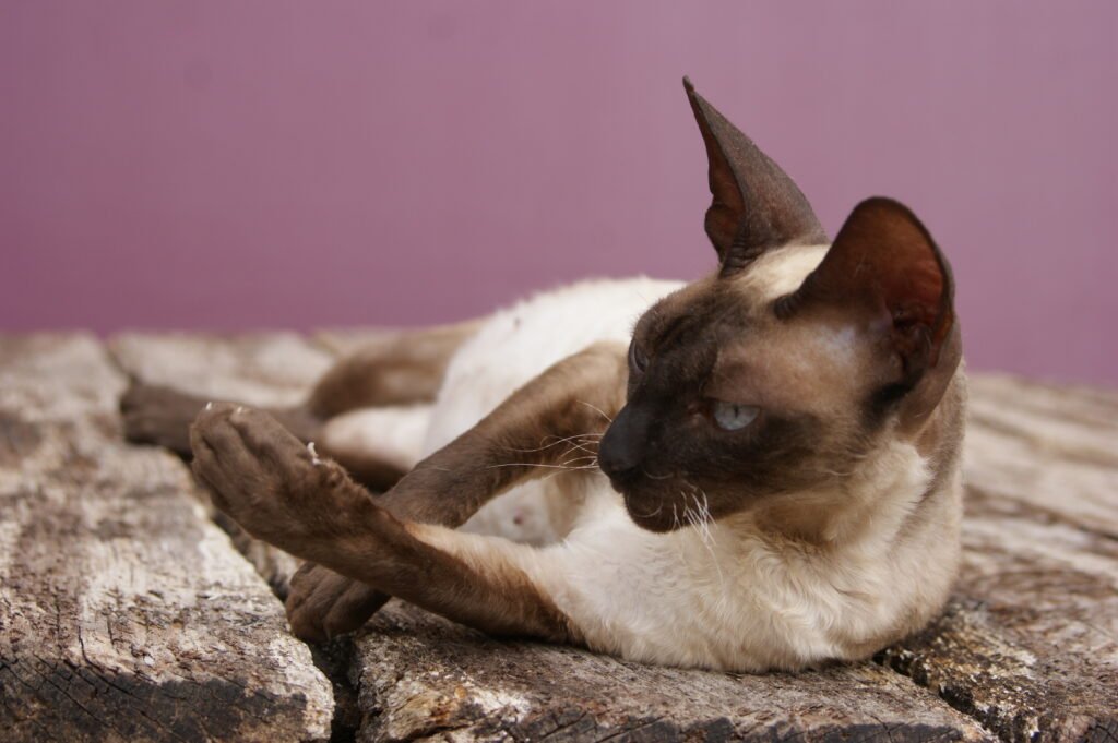 Cornish rex