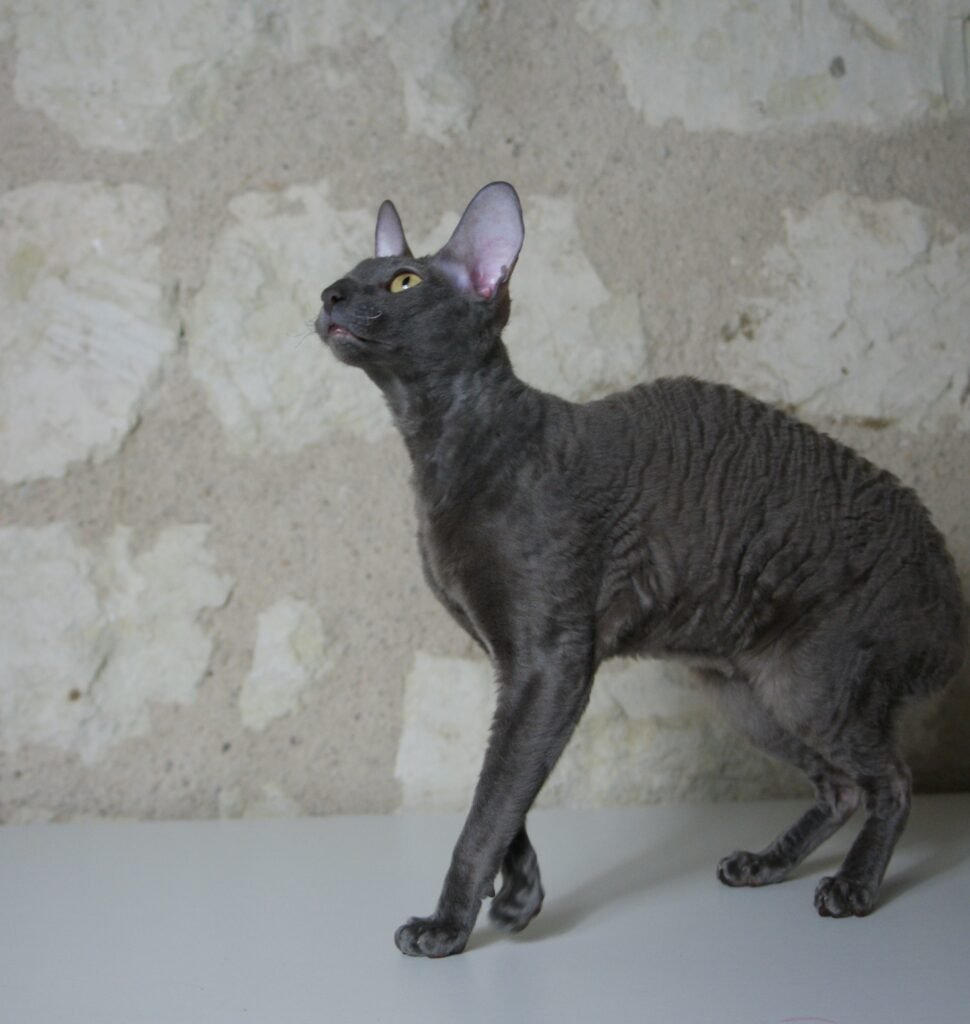 cornish rex