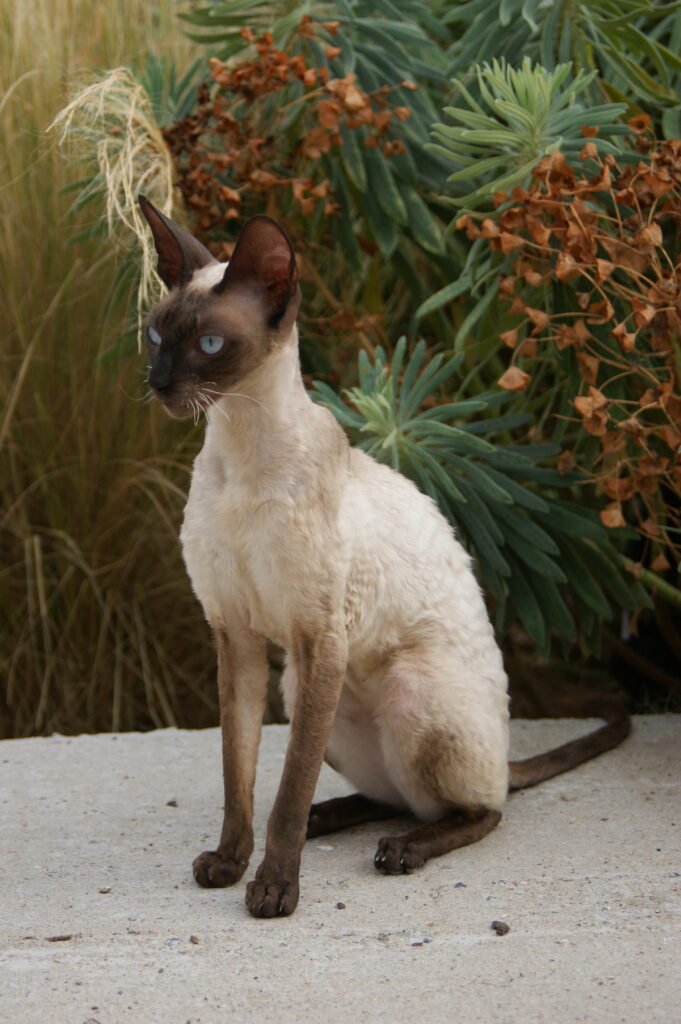 Cornish rex