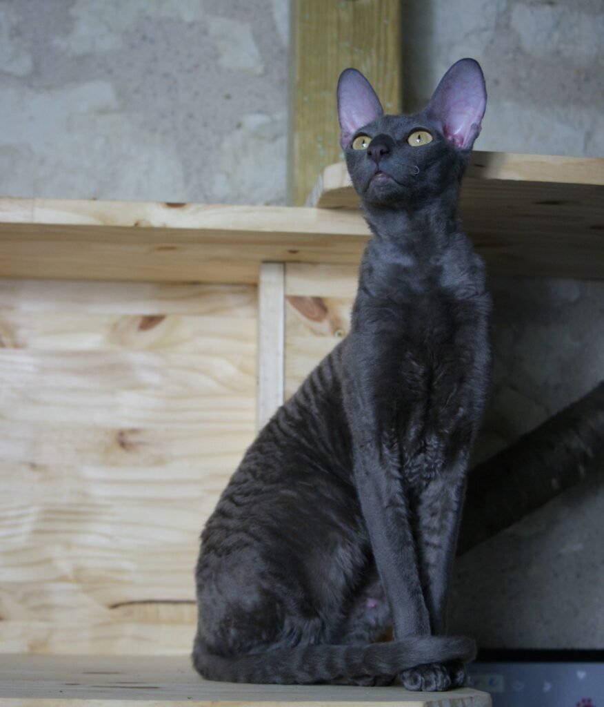 cornish rex