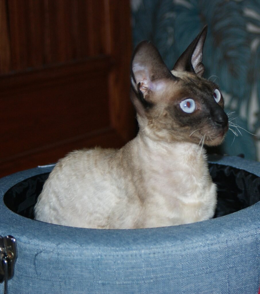 Cornish rex