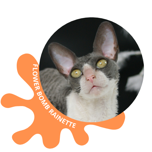 cornish rex