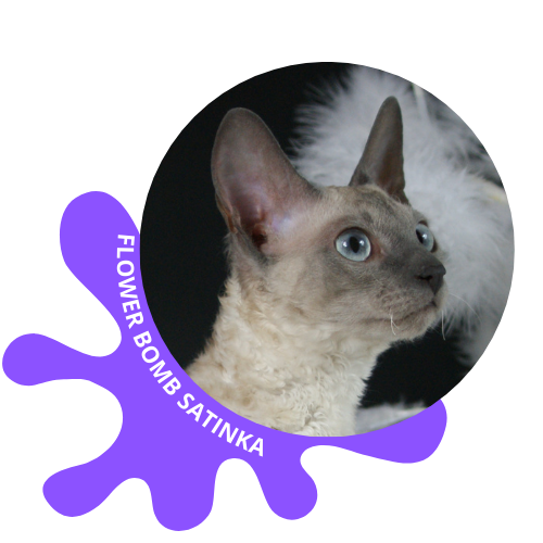 chat cornish rex