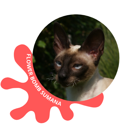 cornish rex