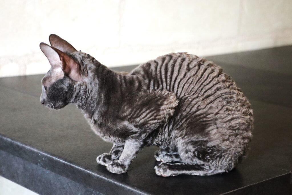 cornish rex