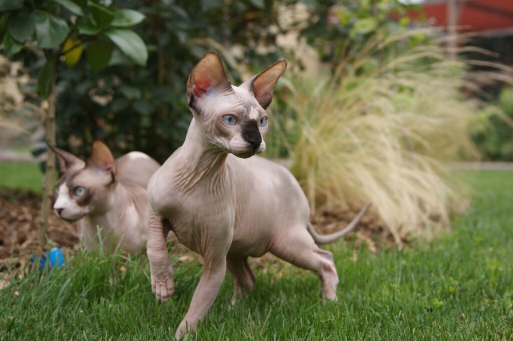 Sphynx chat