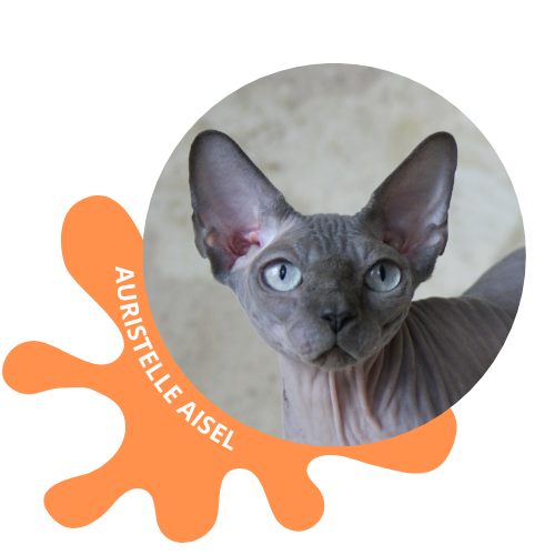 chat sphynx