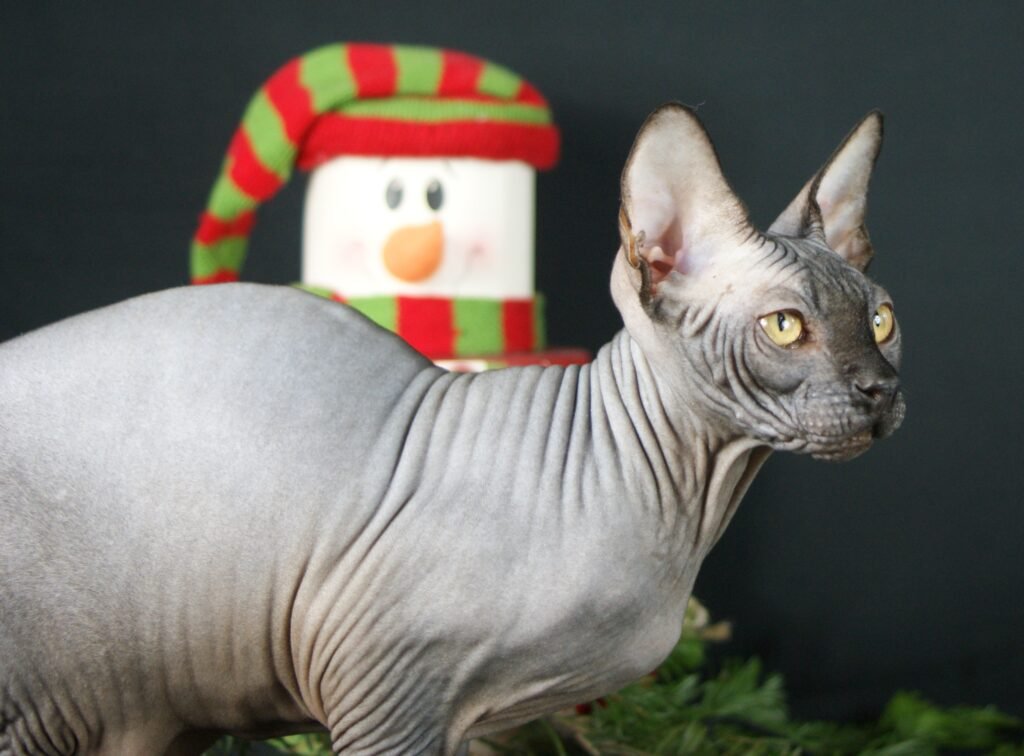 sphynx