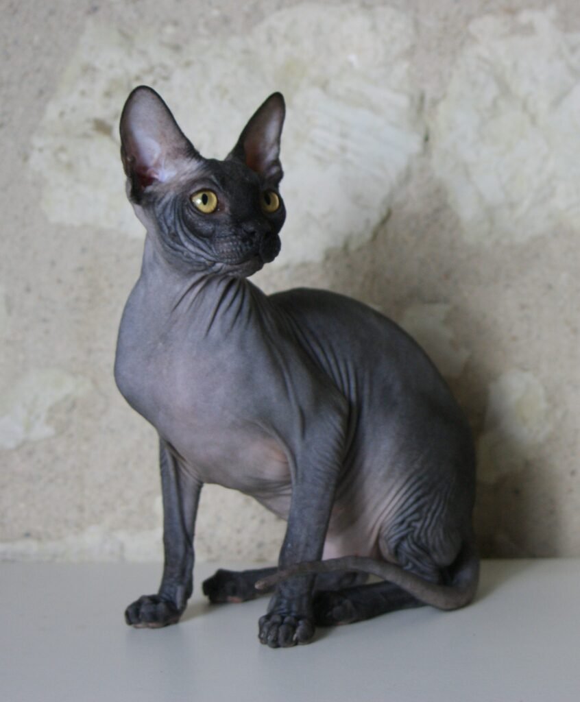 sphynx