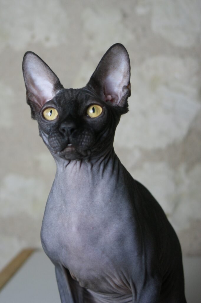 sphynx