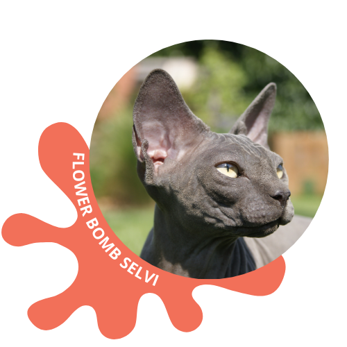 chat sphynx