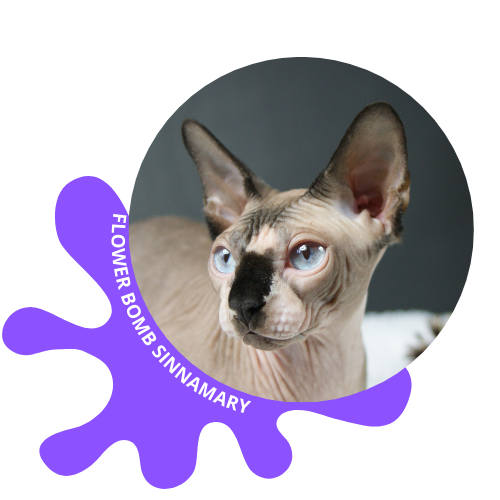 chat sphynx