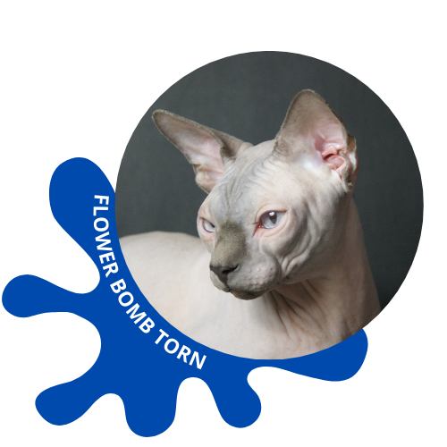 chat sphynx