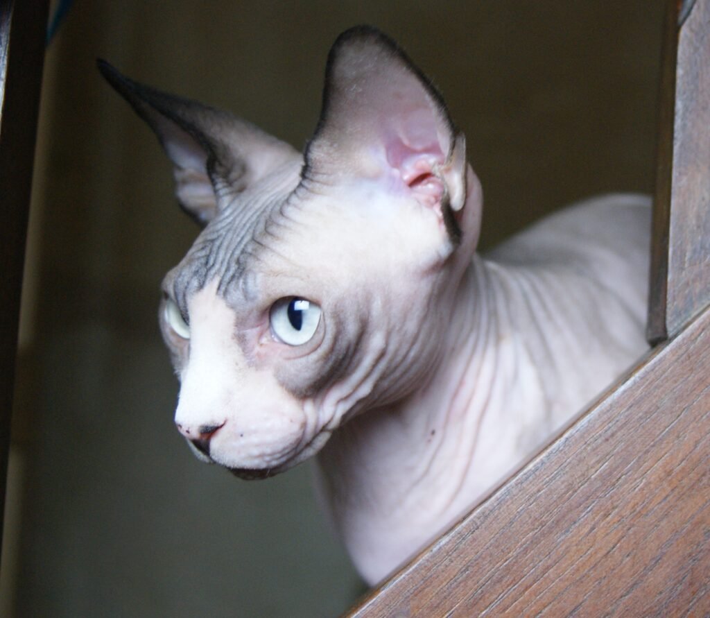 sphynx