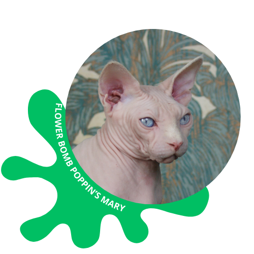 chat sphynx