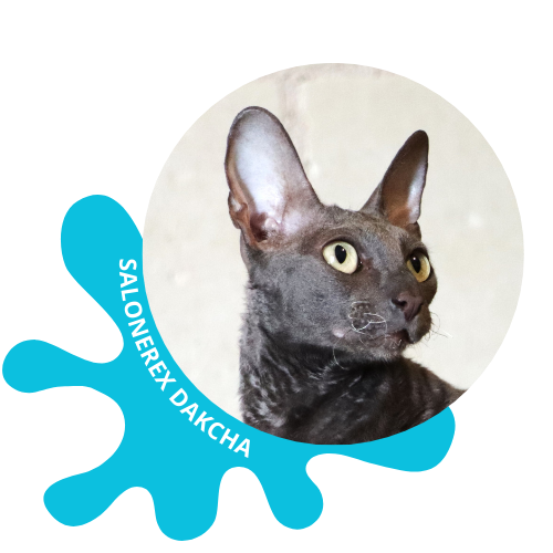 cornish rex