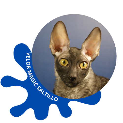 chat cornish rex