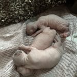 Portée Flower Bomb Sinnamary et Flower Bomb Up to you