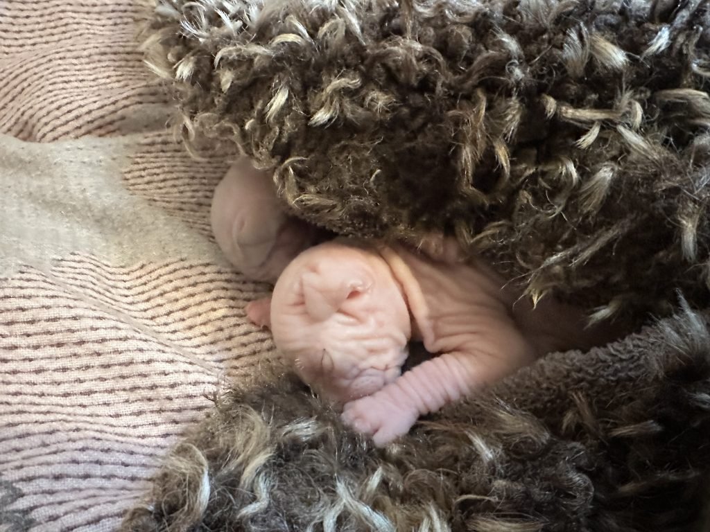 Portée Flower Bomb Sinnamary et Flower Bomb Up to you