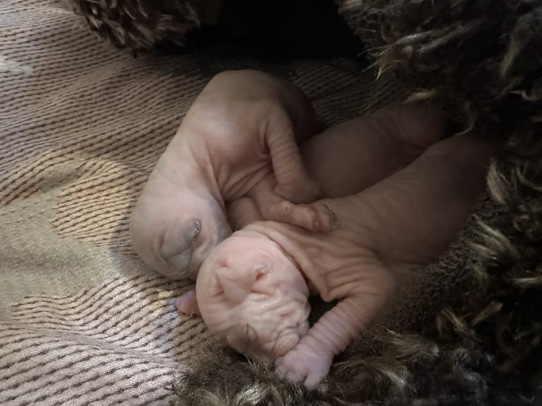 Portée Flower Bomb Sinnamary et Flower Bomb Up to you