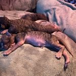 Portée Flower Bomb SUMANA et Velor Magic SALTILLO