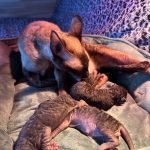 Portée Flower Bomb SUMANA et Velor Magic SALTILLO