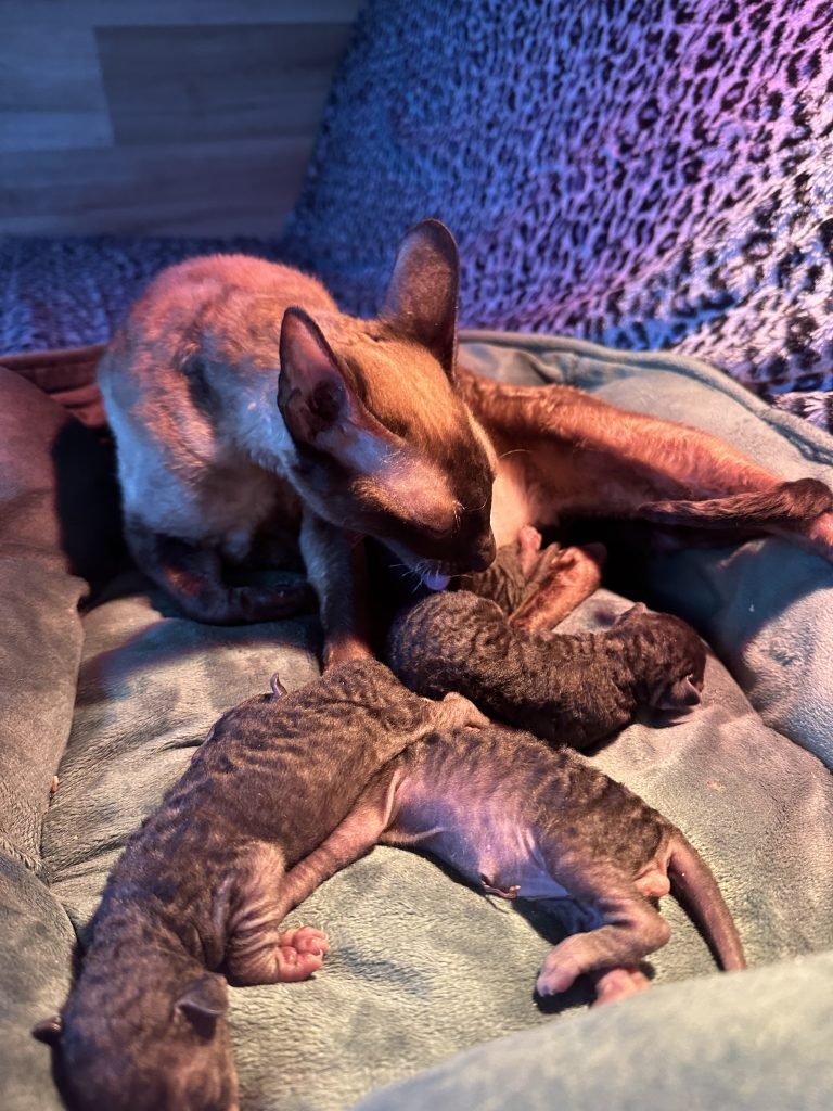 Portée Flower Bomb SUMANA et Velor Magic SALTILLO