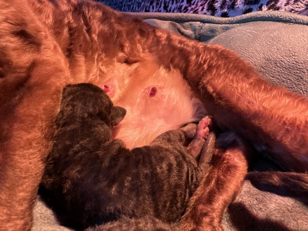 Portée Flower Bomb SUMANA et Velor Magic SALTILLO