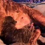 Portée Flower Bomb SUMANA et Velor Magic SALTILLO