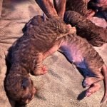 Portée Flower Bomb SUMANA et Velor Magic SALTILLO