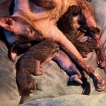 Portée Flower Bomb SUMANA et Velor Magic SALTILLO