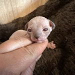 Portée Flower Bomb Sinnamary et Flower Bomb Up to you