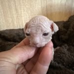 Portée Flower Bomb Sinnamary et Flower Bomb Up to you